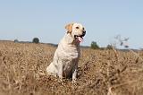 LABRADOR 024